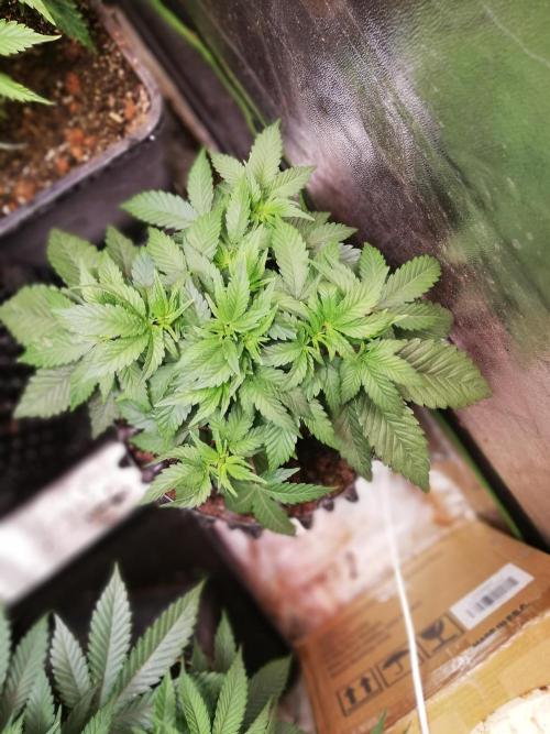 Mystery strain. Week 4