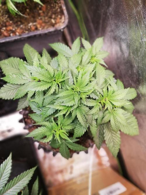 Mystery strain. Week 4