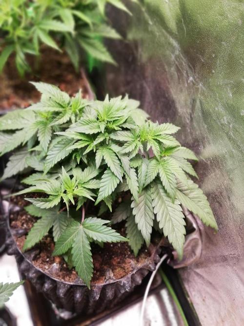 Mystery strain. Week 4