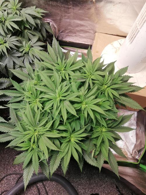 Grandpa Zombie IZI Contest. Week 10