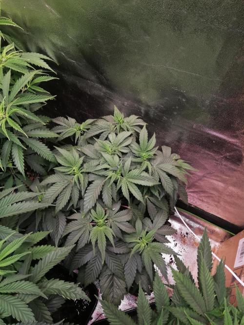 Mystery strain. Week 5
