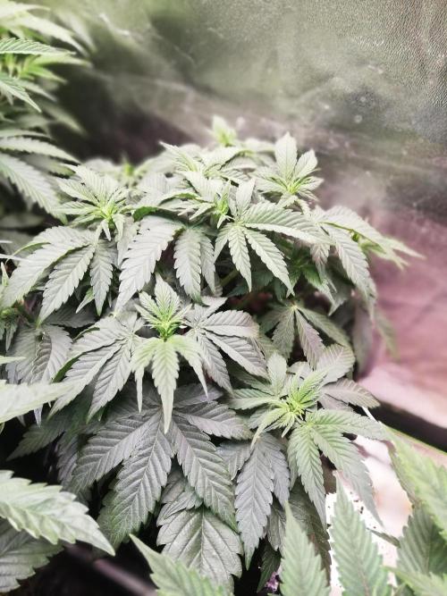 Mystery strain. Week 5