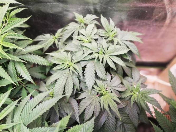 Mystery strain. Week 5