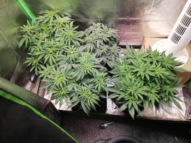 Sticky Broccoli, Soil/Peat Mix. Week 6