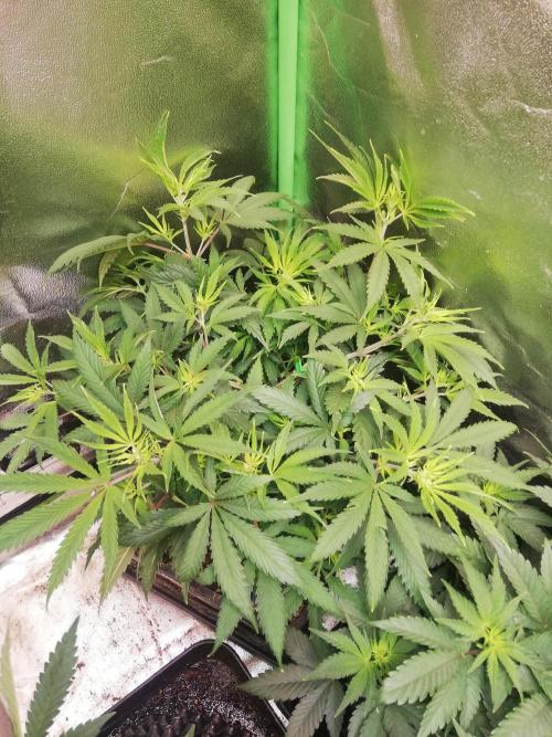 🏆 Eternity Grow Cup 🏆  2026. Week 6 - After 48hrs off