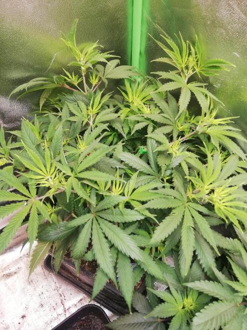 🏆 Eternity Grow Cup 🏆  2026. Week 6 - After 48hrs off
