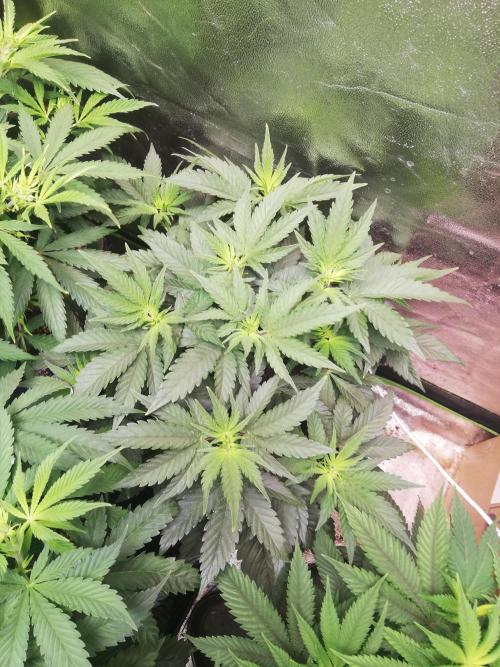 Mystery strain. Week 5 - After 48hrs off