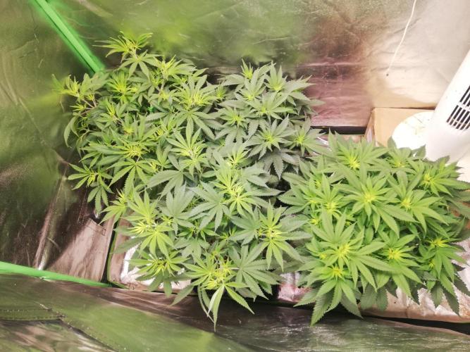 Sticky Broccoli, Soil/Peat Mix. Week 6 - After 48hrs off