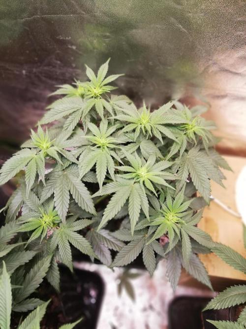 Mystery strain. Week 6