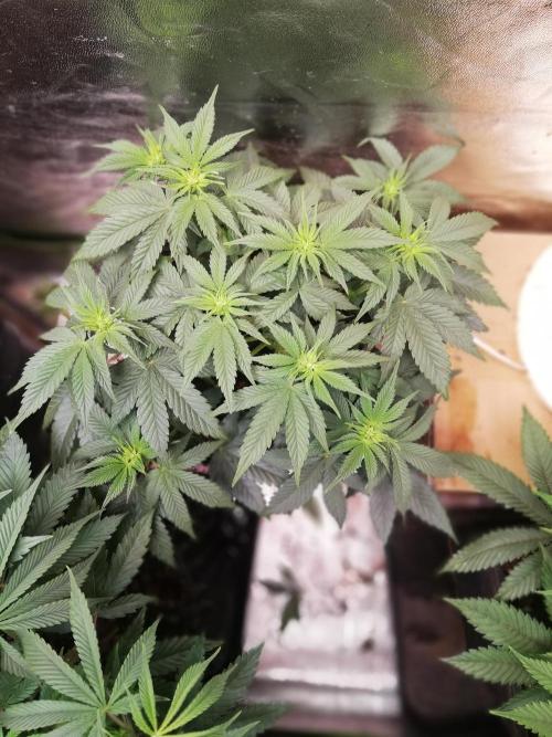 Mystery strain. Week 6