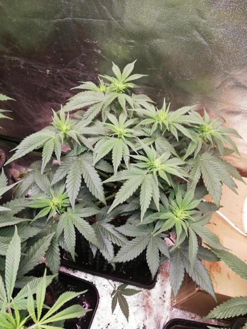 Mystery strain. Week 6
