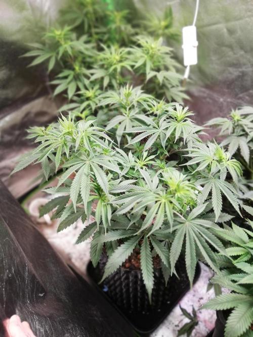 Sticky Broccoli, Soil/Peat Mix. Week 7