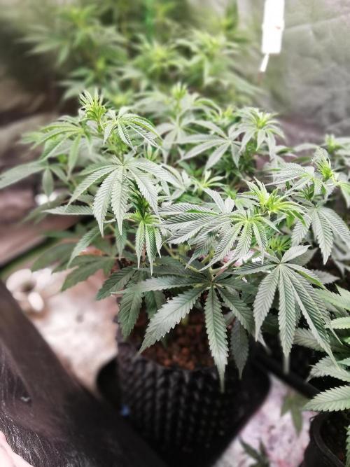 Sticky Broccoli, Soil/Peat Mix. Week 7