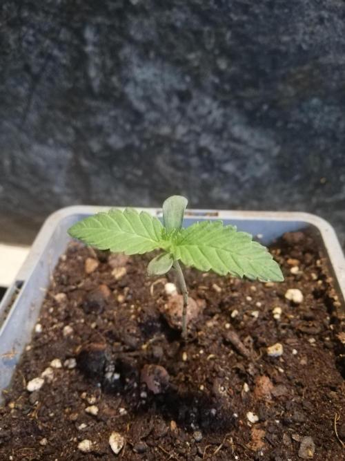 The White Sweet Candy OG One. F025. Week 1