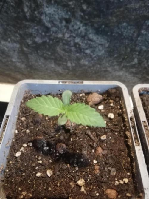 The White Sweet Candy OG One. F025. Week 1