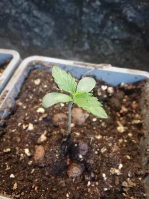 The White Sweet Candy OG One. F025. Week 1