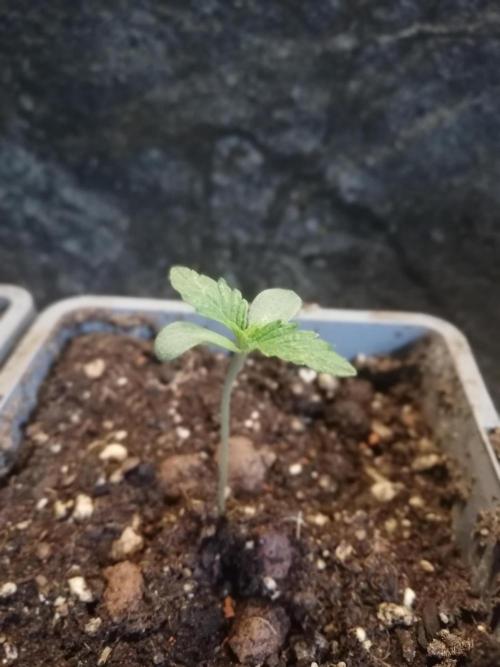 The White Sweet Candy OG One. F025. Week 1