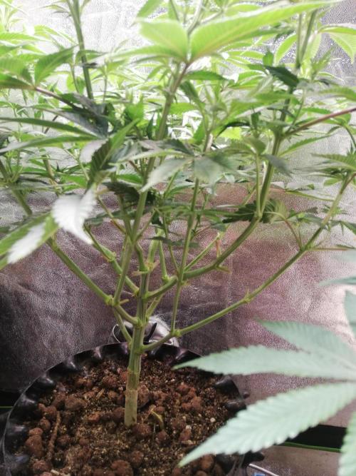 Sticky Broccoli, Soil/Peat Mix. Week 8