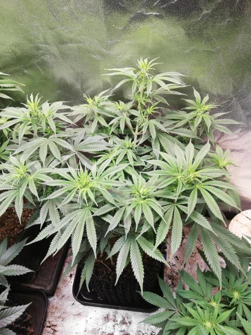 Sticky Broccoli, Soil/Peat Mix. Week 8