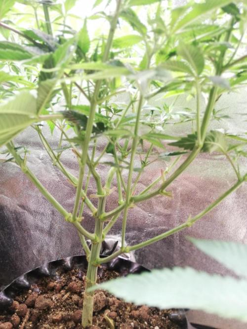 Sticky Broccoli, Soil/Peat Mix. Week 8