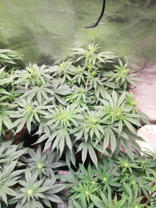 Sticky Broccoli, Soil/Peat Mix. Week 8