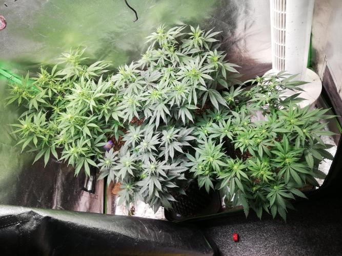 600W LED Grow Light. Week 12