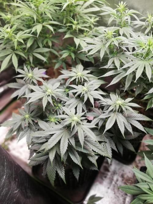 Mystery strain. Week 7
