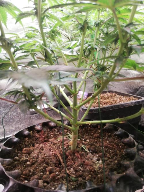 Mystery strain. Week 7