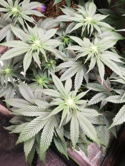 Mystery strain. Week 7