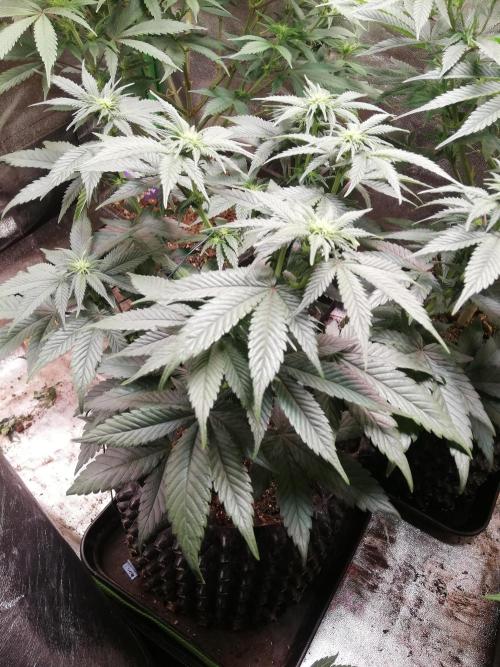 Mystery strain. Week 7