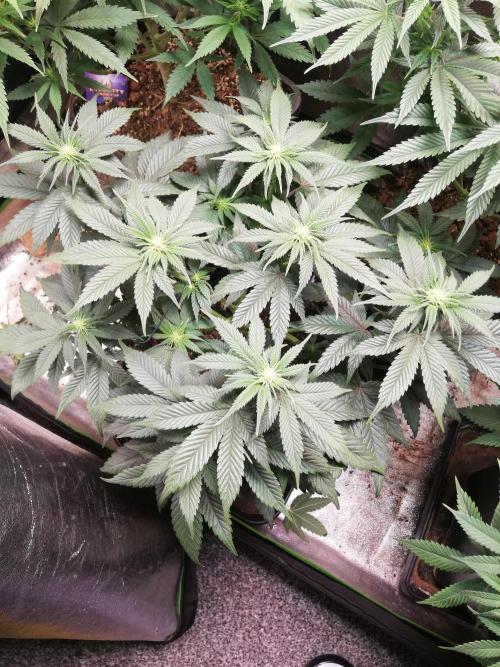 Mystery strain. Week 7