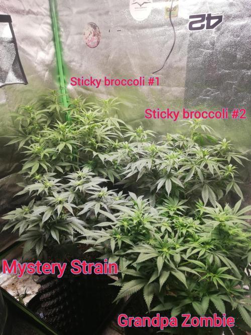 Mystery strain. Week 7