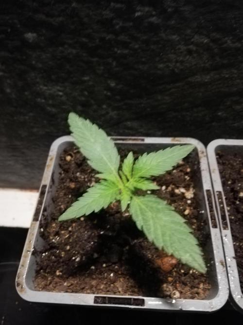 The White Sweet Candy OG One. F025. Week 2