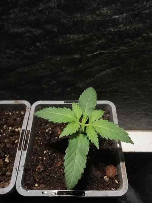 The White Sweet Candy OG One. F025. Week 2