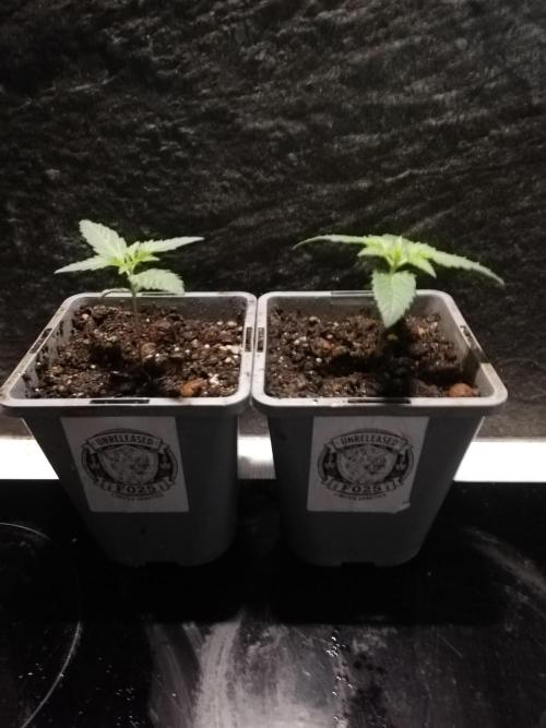 The White Sweet Candy OG One. F025. Week 2