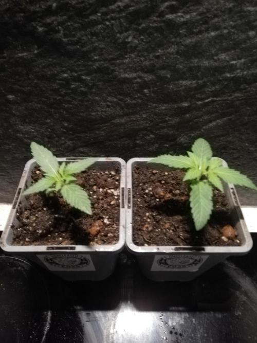 The White Sweet Candy OG One. F025. Week 2