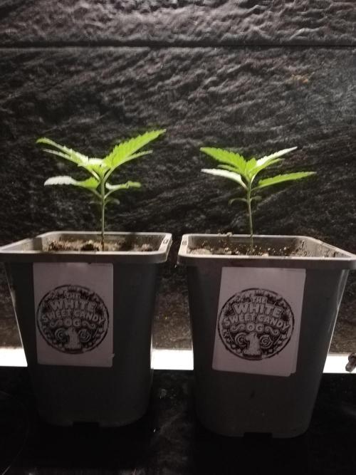 The White Sweet Candy OG One. F025. Week 2