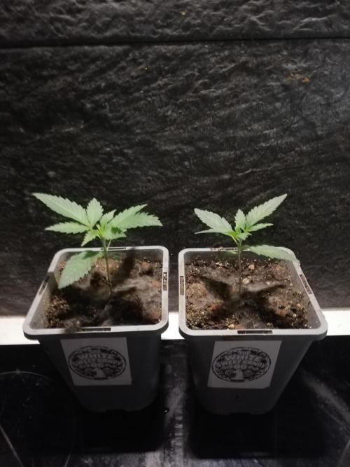 The White Sweet Candy OG One. F025. Week 2