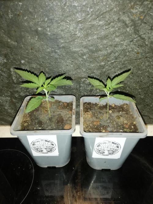 The White Sweet Candy OG One. F025. Week 2