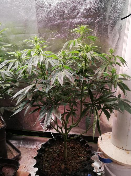 Sticky Broccoli, Soil/Peat Mix. Week 9