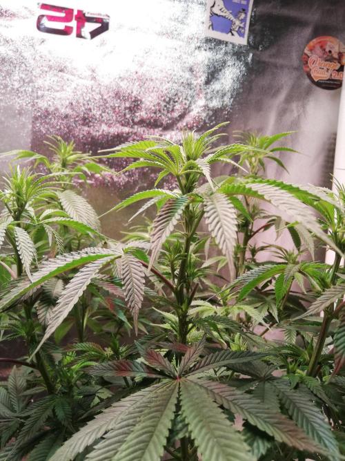 Sticky Broccoli, Soil/Peat Mix. Week 9