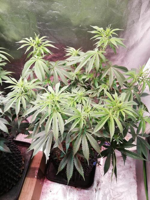 Sticky Broccoli, Soil/Peat Mix. Week 9