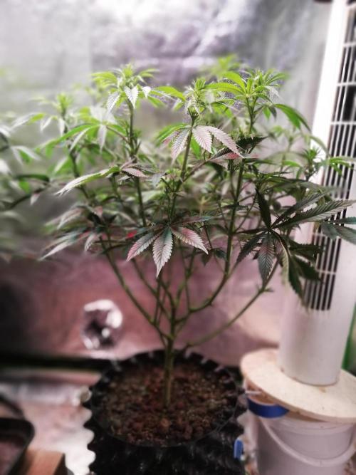 Sticky Broccoli, Soil/Peat Mix. Week 9