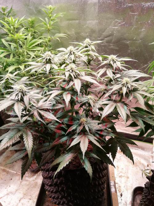 Mystery strain. Week 8
