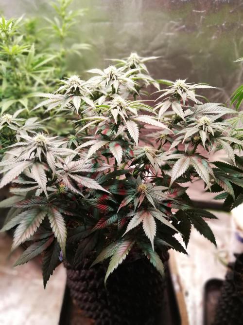 Mystery strain. Week 8