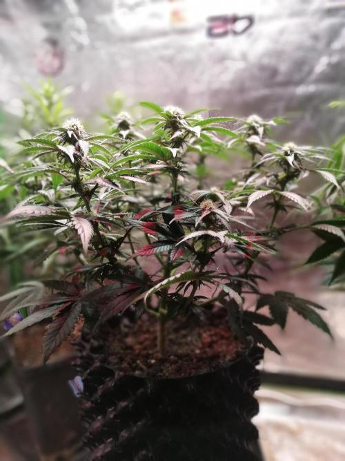 Mystery strain. Week 8