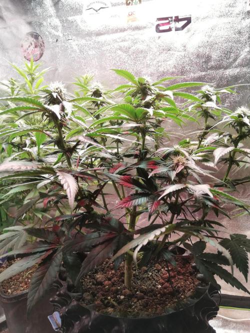 Mystery strain. Week 8
