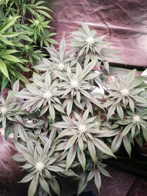 Mystery strain. Week 8
