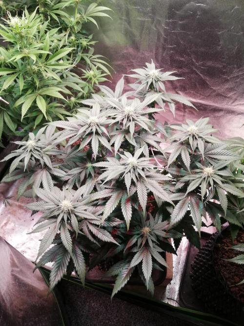 Mystery strain. Week 8