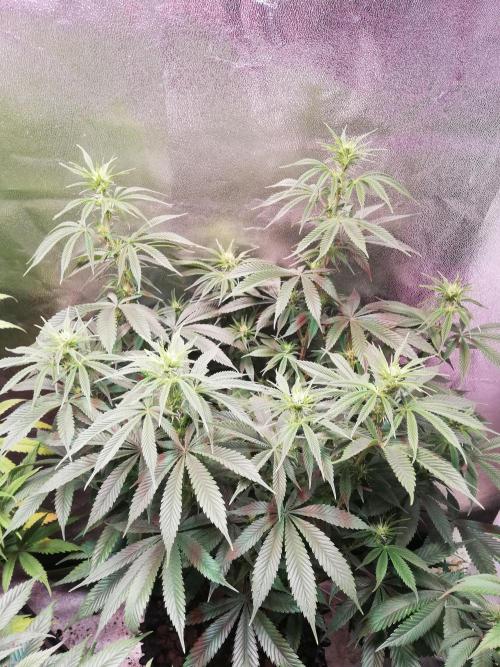 Sticky Broccoli, Soil/Peat Mix. Week 11